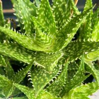 Cutting – Aloe Kaya, Sabretooth Aloe