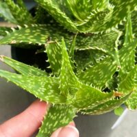 Cutting – Aloe Kaya, Sabretooth Aloe - Image 3