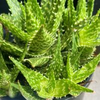 Cutting – Aloe Kaya, Sabretooth Aloe - Image 2