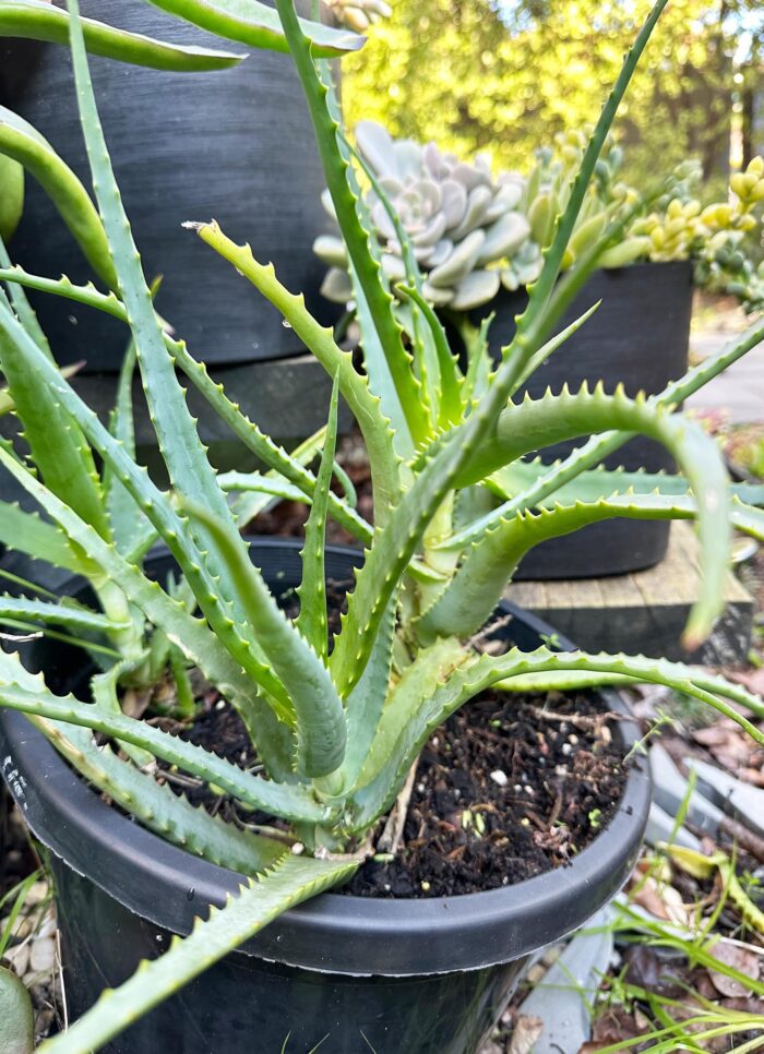 Cutting – Large Torch Aloe, Aloe Arborescens - Image 5