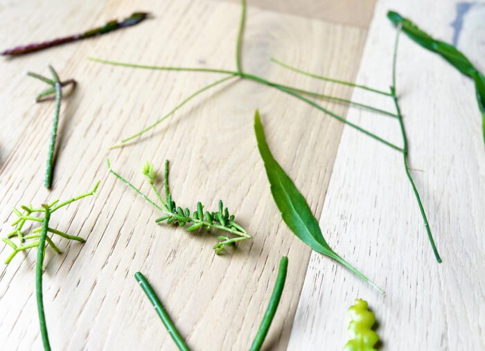Rhipsalis Plant Cuttings Bundle – Up to 12 Random Varieties - Image 3