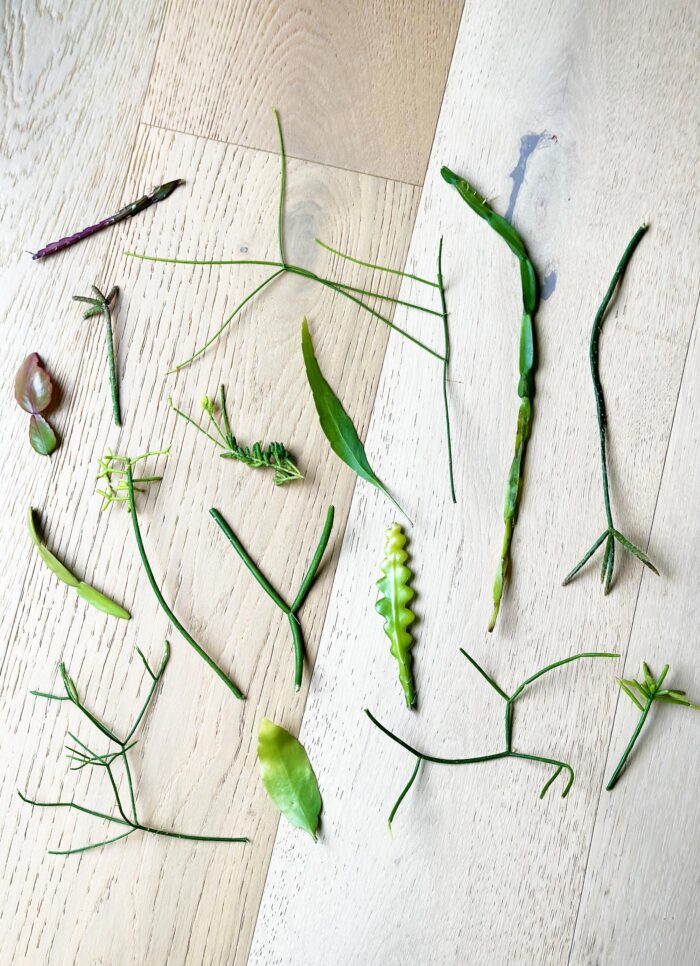 Rhipsalis Plant Cuttings Bundle – Up to 12 Random Varieties