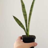 Sansevieria Trifasciata 'Silver Princess' – Small Potted Plant - Image 4