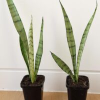 Sansevieria Trifasciata 'Silver Princess' – Small Potted Plant
