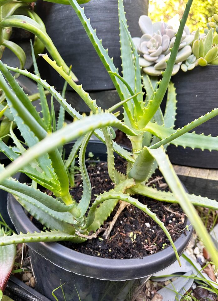 Cutting – Large Torch Aloe, Aloe Arborescens - Image 3
