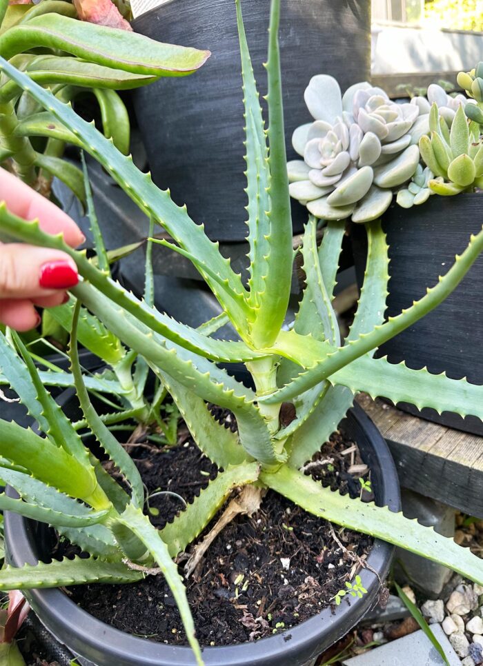 Cutting – Large Torch Aloe, Aloe Arborescens - Image 4