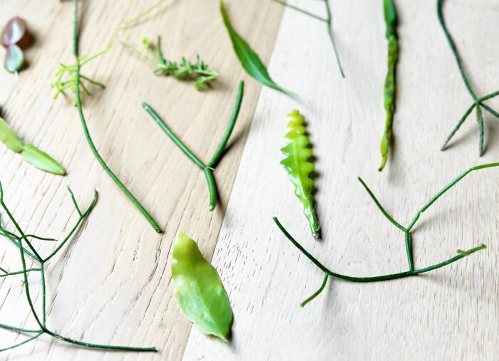 Rhipsalis Plant Cuttings Bundle – Up to 12 Random Varieties - Image 2