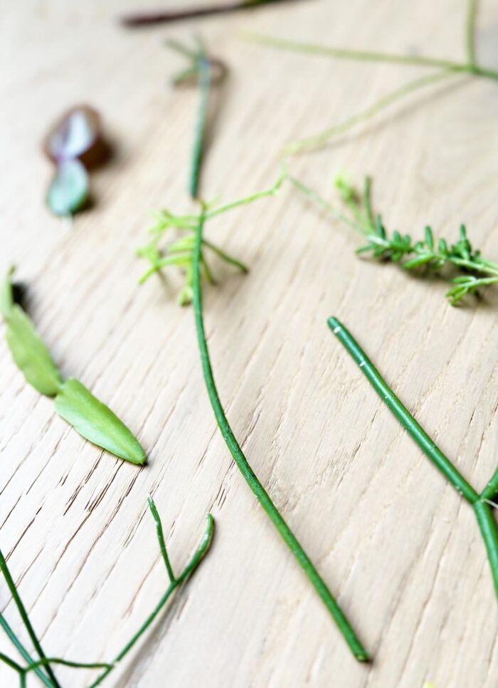 Rhipsalis Plant Cuttings Bundle – Up to 12 Random Varieties - Image 4