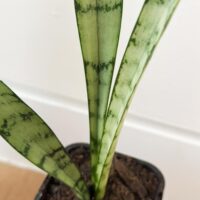 Sansevieria Trifasciata 'Silver Princess' – Small Potted Plant - Image 2
