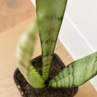 Sansevieria Trifasciata 'Silver Princess' – Small Potted Plant - Image 3