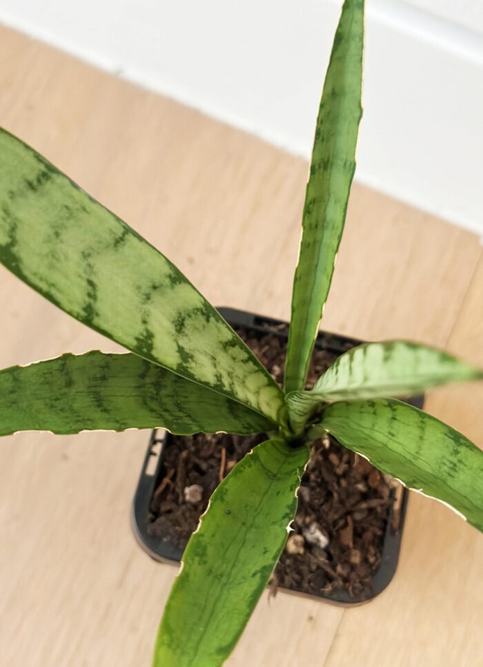 Sansevieria Trifasciata 'Silver Princess'– 7cm Potted Plant - Image 2