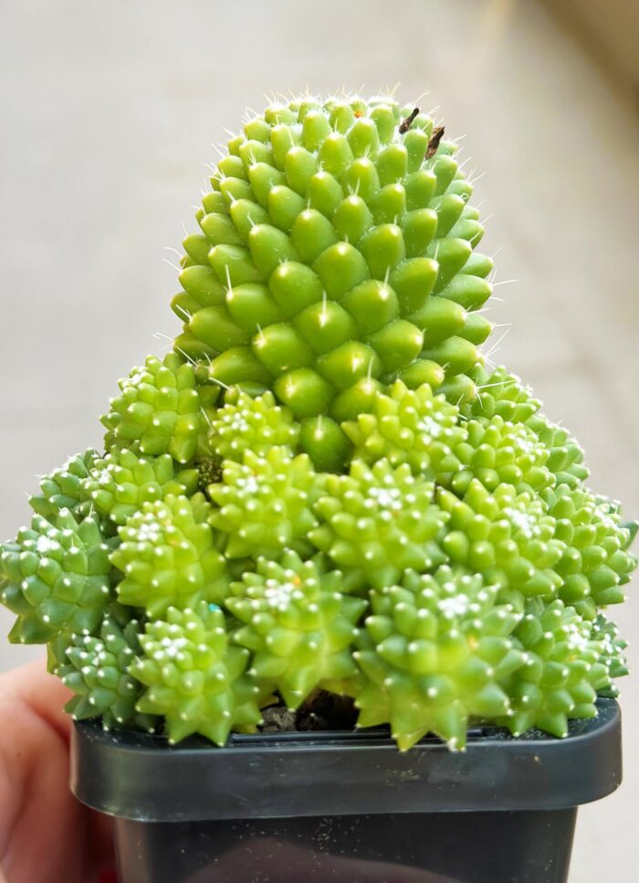 Cutting – Mammillaria Pico v Dalek - Image 2