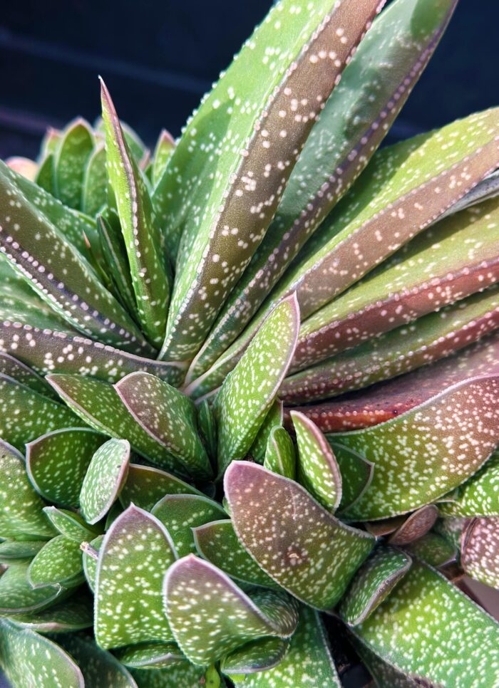 Cutting – Gasteria Brevifolia