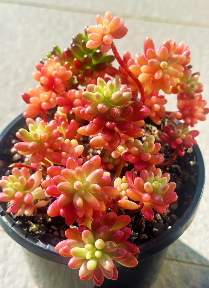 Cutting – Sedum Rubrotinctum, Pink Jelly Bean