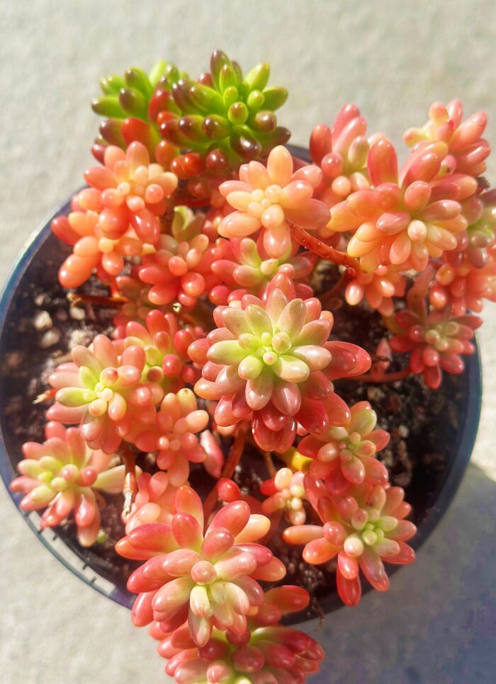 Cutting – Sedum Rubrotinctum, Pink Jelly Bean - Image 2