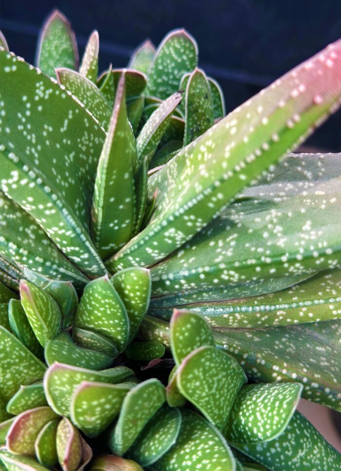 Cutting – Gasteria Brevifolia - Image 2