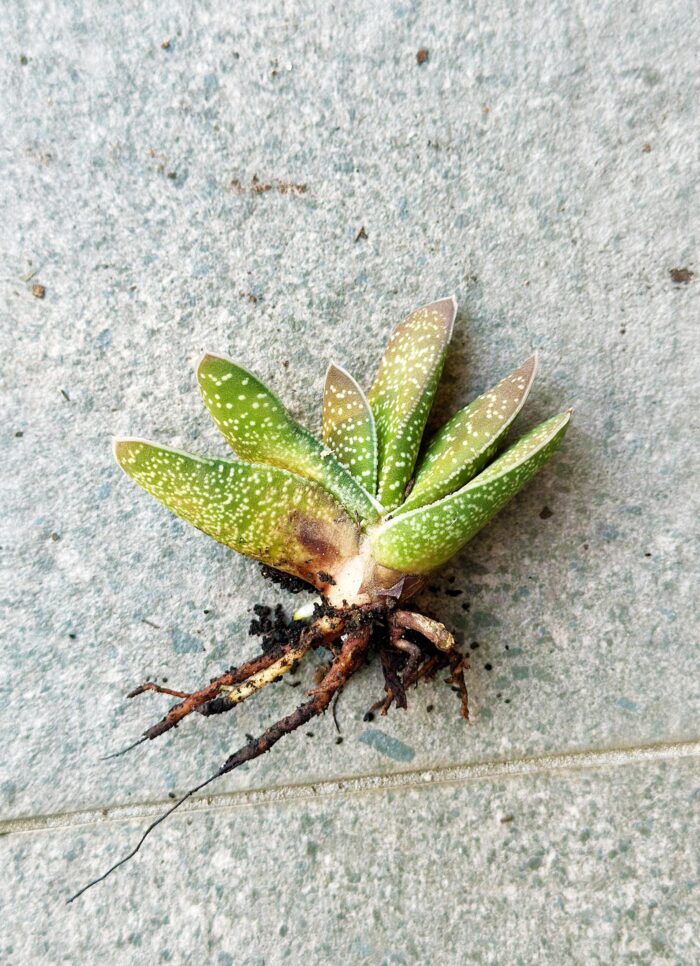 Cutting – Gasteria Brevifolia - Image 3