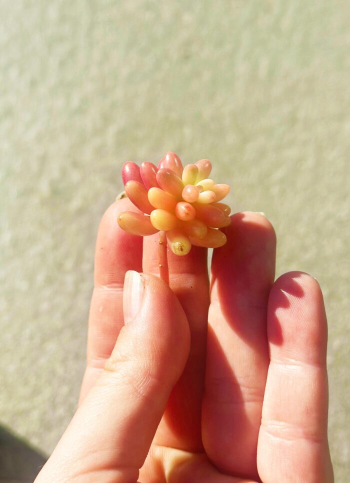 Cutting – Sedum Rubrotinctum, Pink Jelly Bean - Image 3