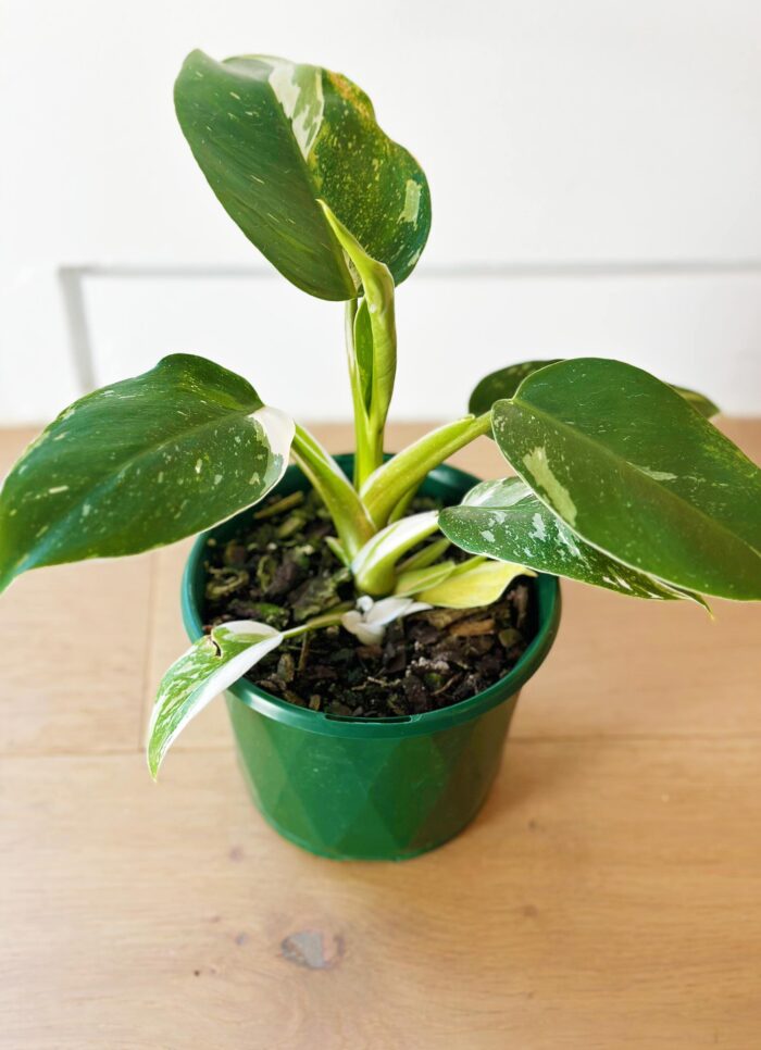 Philodendron White Knight – 13cm Potted Plant - Image 4