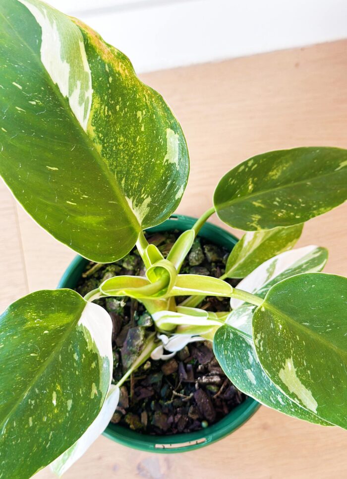 Philodendron White Knight – 13cm Potted Plant
