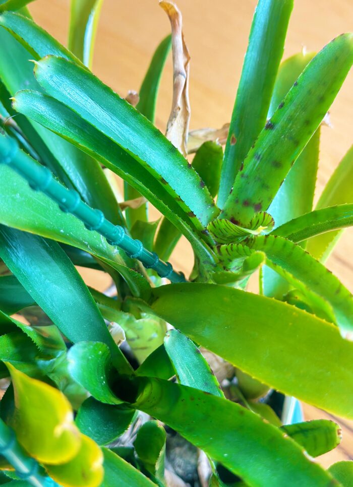 Cutting – Spotted Neoregelia Bromeliad - Image 3