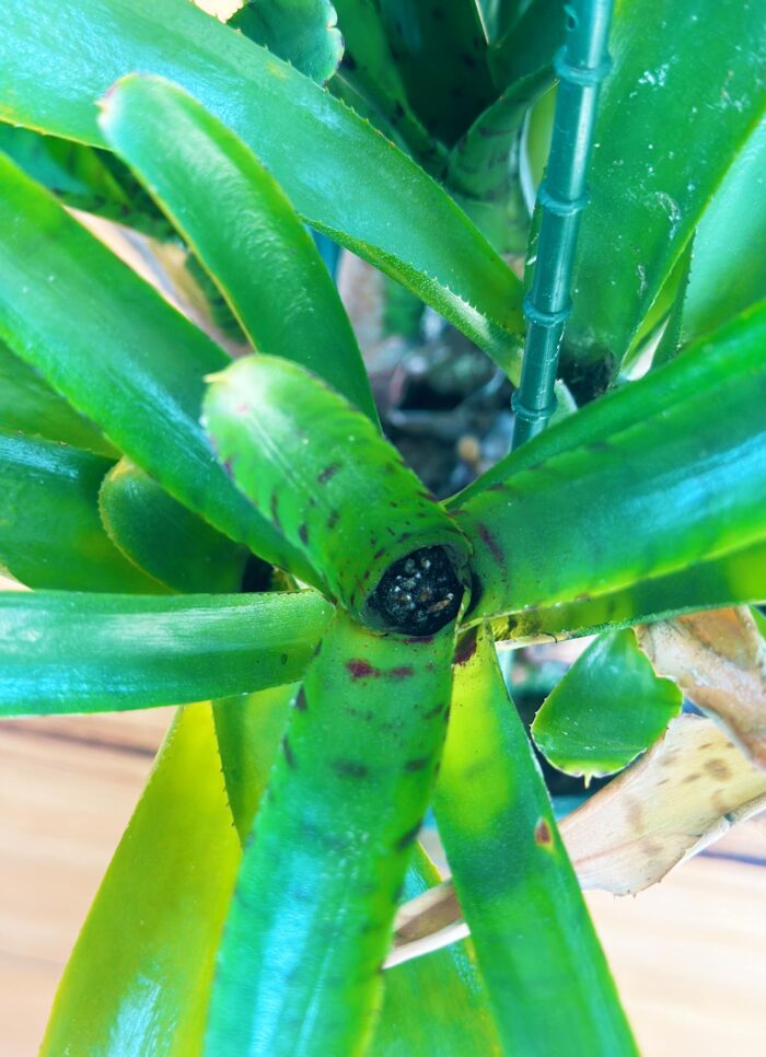 Cutting – Spotted Neoregelia Bromeliad - Image 2