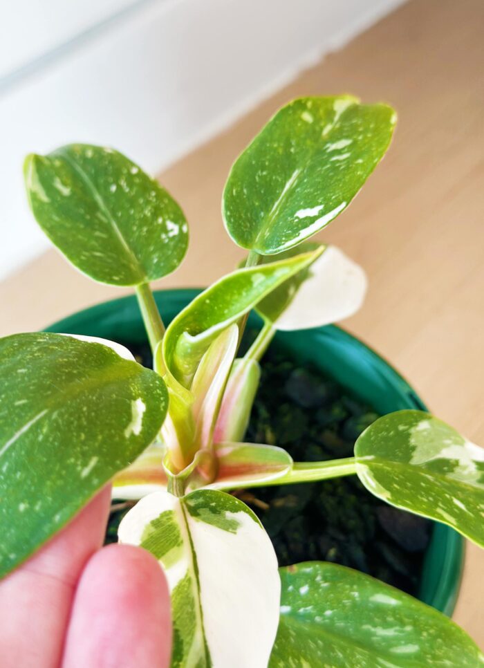 Philodendron White Princess – 13cm Potted Plant - Image 4