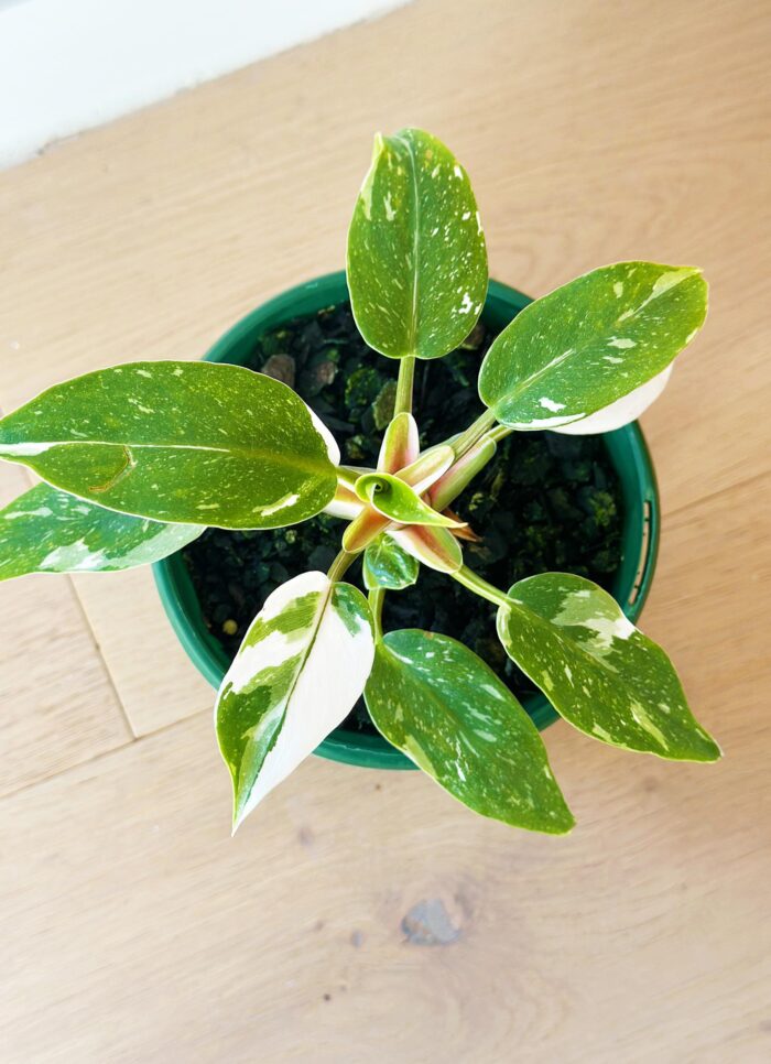 Philodendron White Princess – 13cm Potted Plant