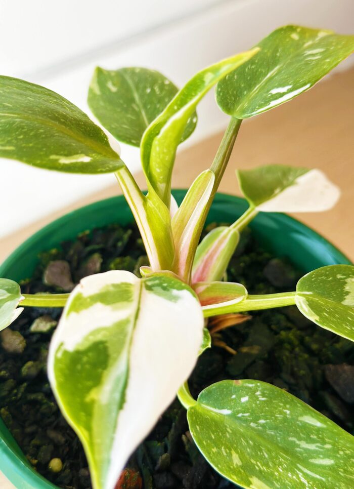 Philodendron White Princess – 13cm Potted Plant - Image 2