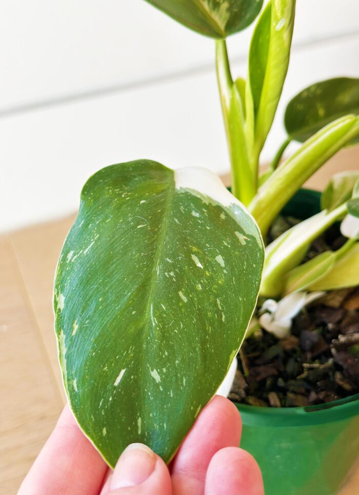 Philodendron White Knight – 13cm Potted Plant - Image 3