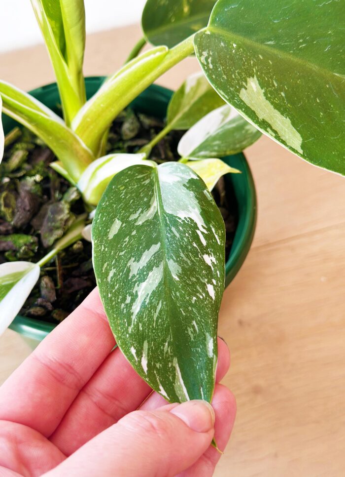 Philodendron White Knight – 13cm Potted Plant - Image 2