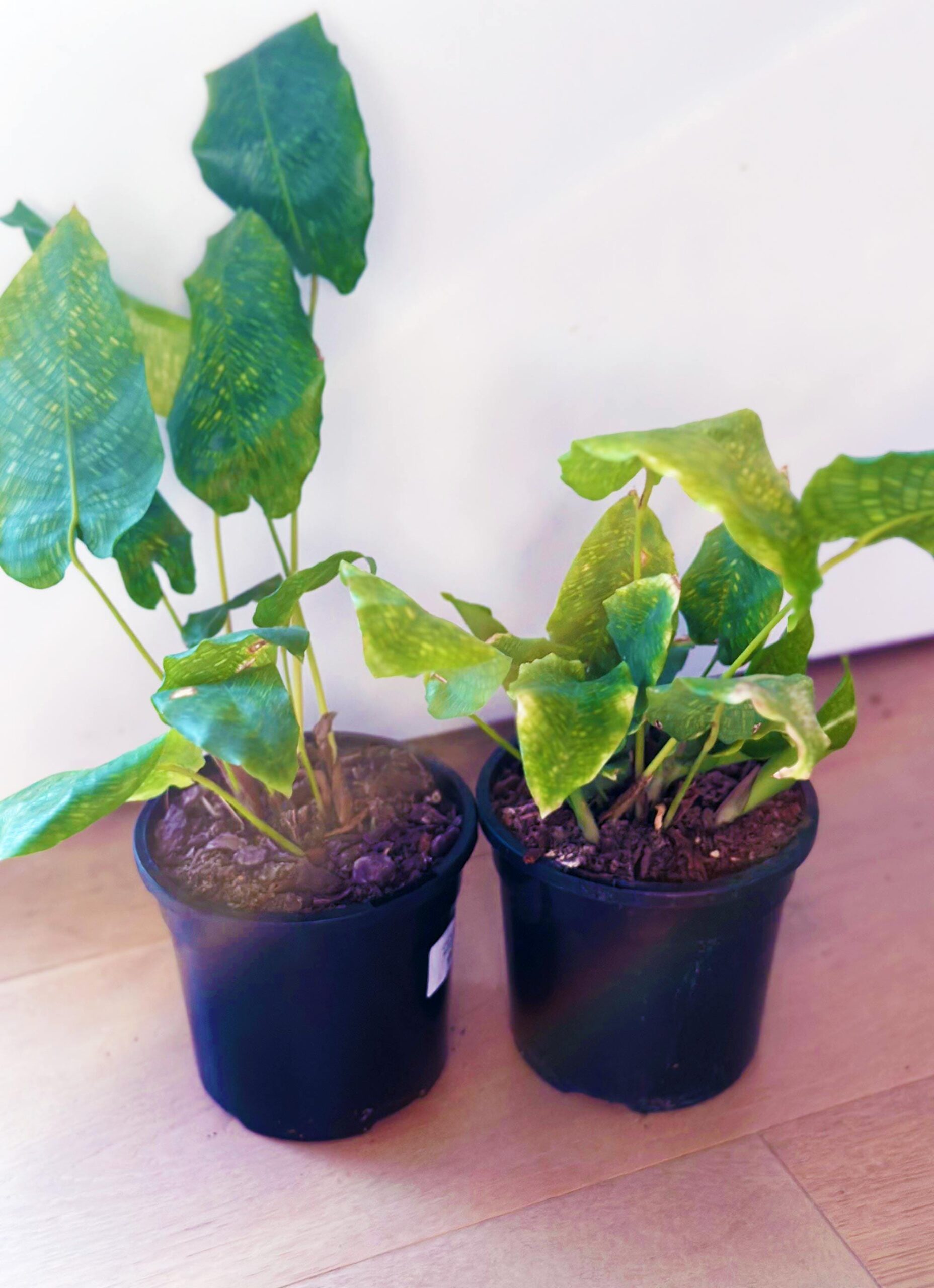 Calathea Musaica 'Network Plant' - 12cm Potted Plant - Image 2