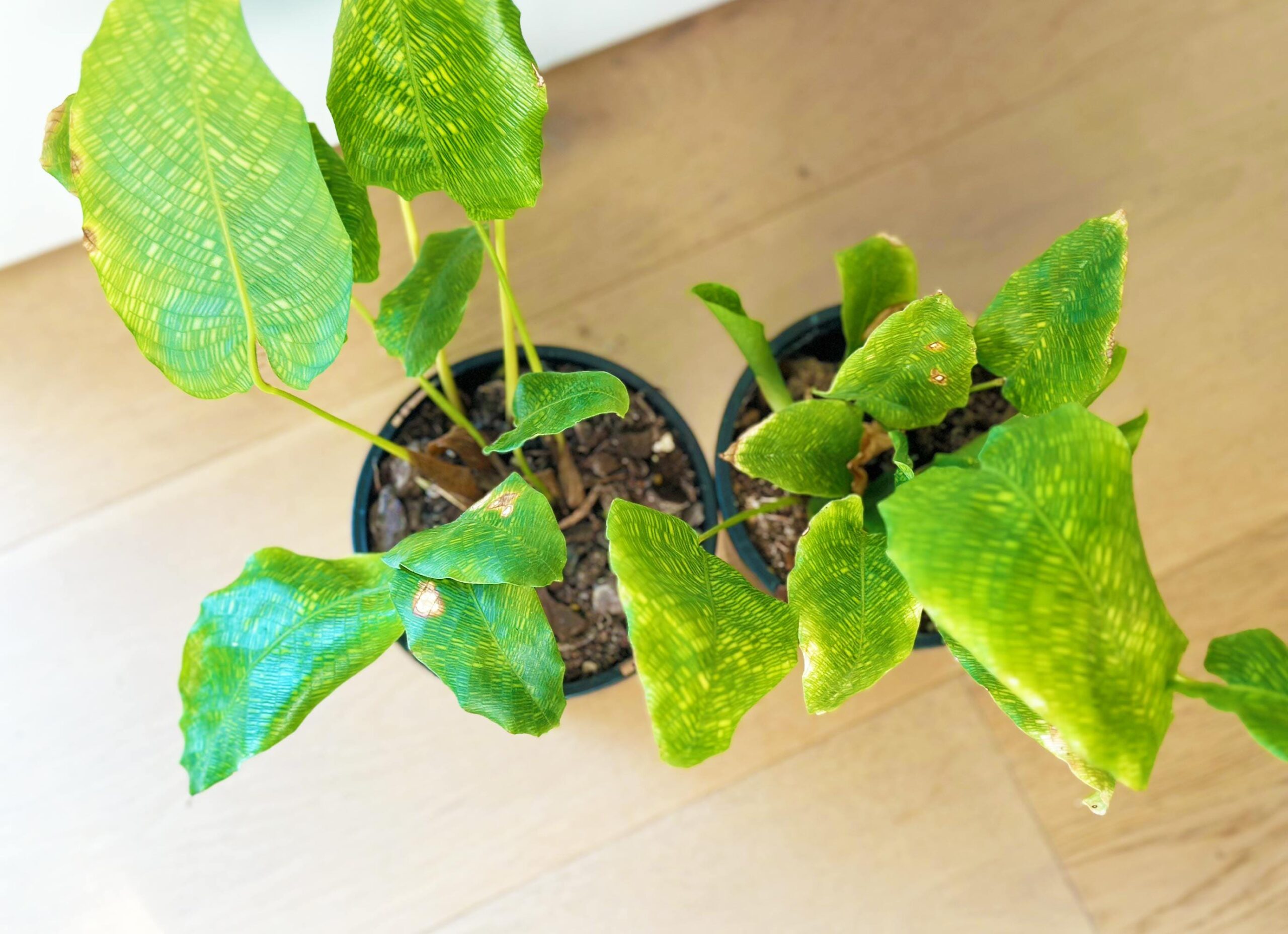 Calathea Musaica 'Network Plant' - 12cm Potted Plant - Image 3