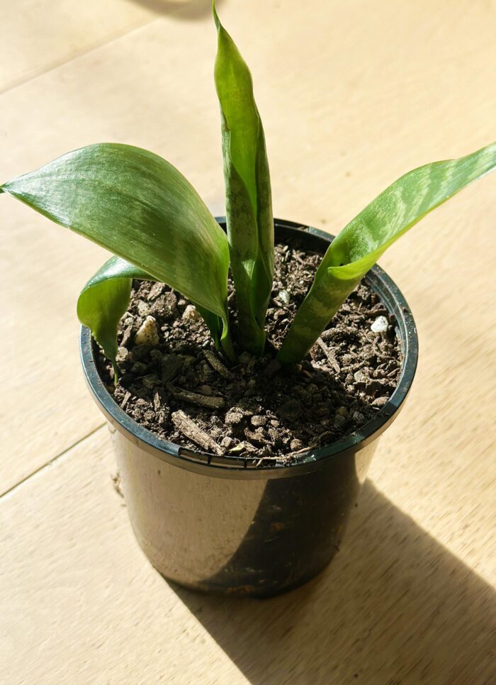 Snake Plant, Mother-in-Law’s Tongue, Sansevieria Trifasciata - 10cm Potted Plant