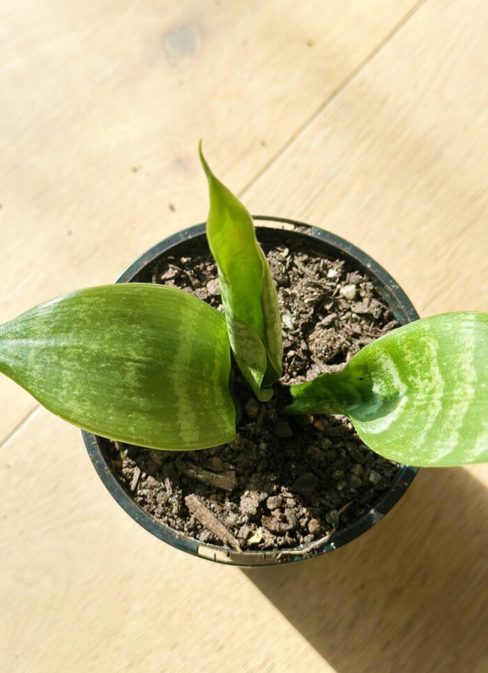 Snake Plant, Mother-in-Law’s Tongue, Sansevieria Trifasciata - 10cm Potted Plant - Image 3