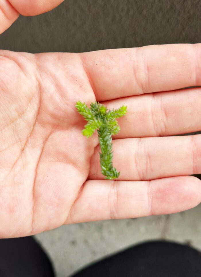 Cutting – Crassula Muscosa f. Monstruosa - Image 3