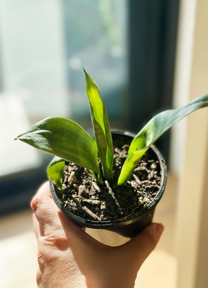 Snake Plant, Mother-in-Law’s Tongue, Sansevieria Trifasciata - 10cm Potted Plant - Image 2