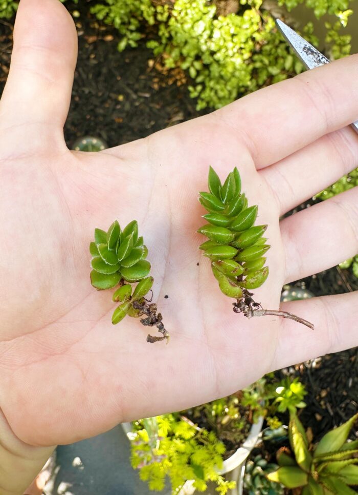 Cutting – Crassula David - Image 2