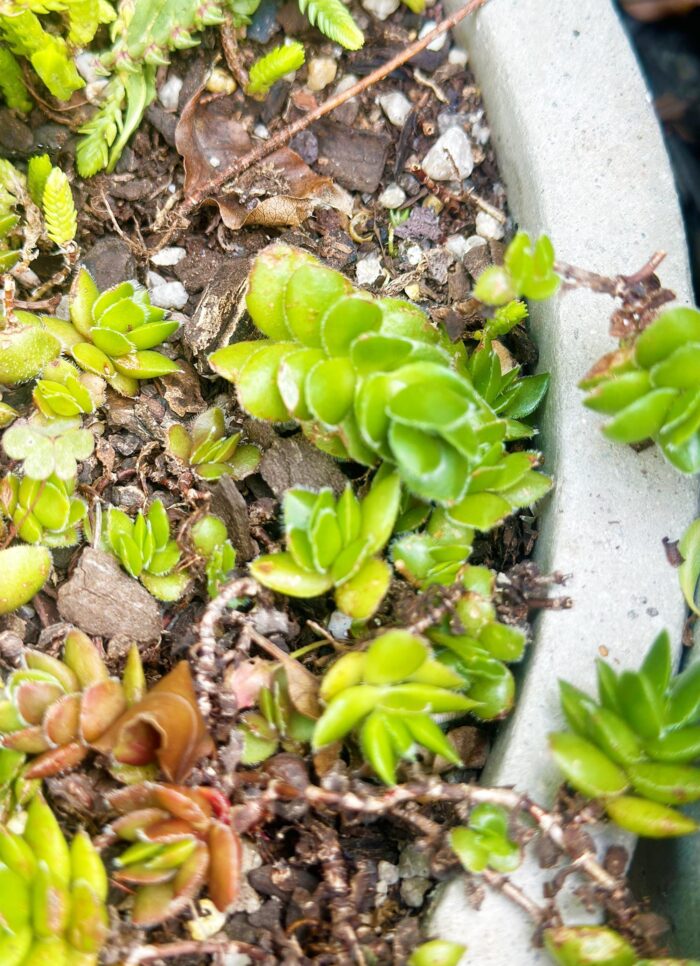 Cutting – Crassula David - Image 3