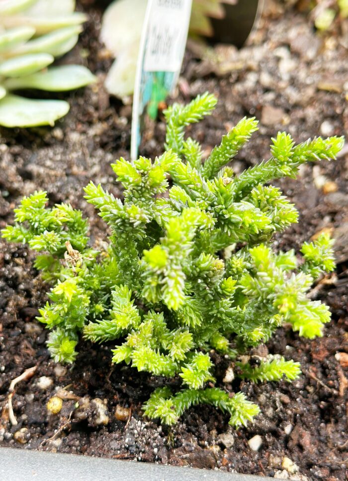 Cutting – Crassula Muscosa f. Monstruosa
