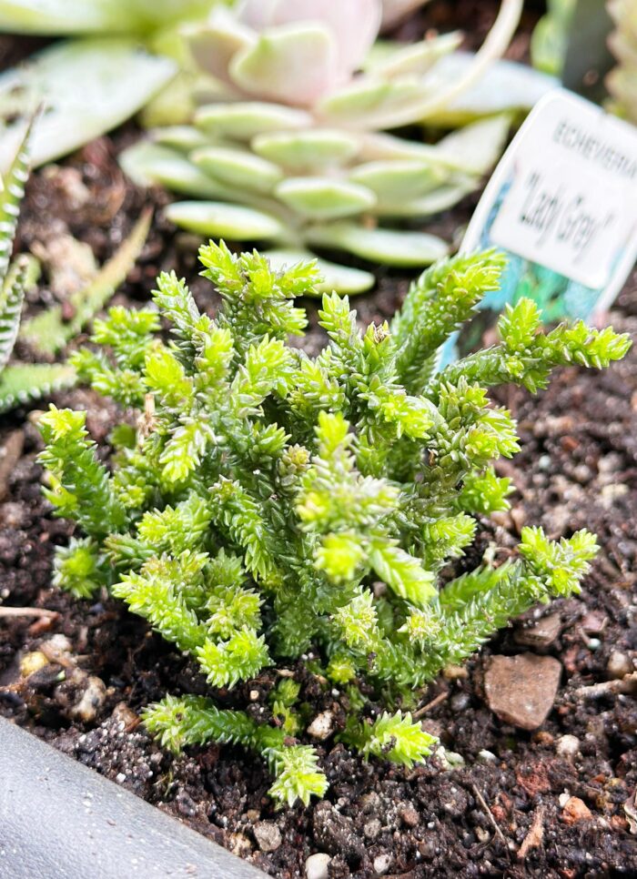 Cutting – Crassula Muscosa f. Monstruosa - Image 2