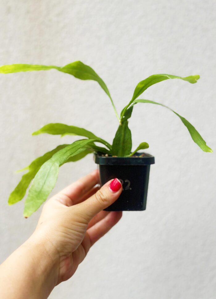 Rhipsalis Ramulosa ‘Mistletoe Cactus’ - 7cm Potted Trailing Plant
