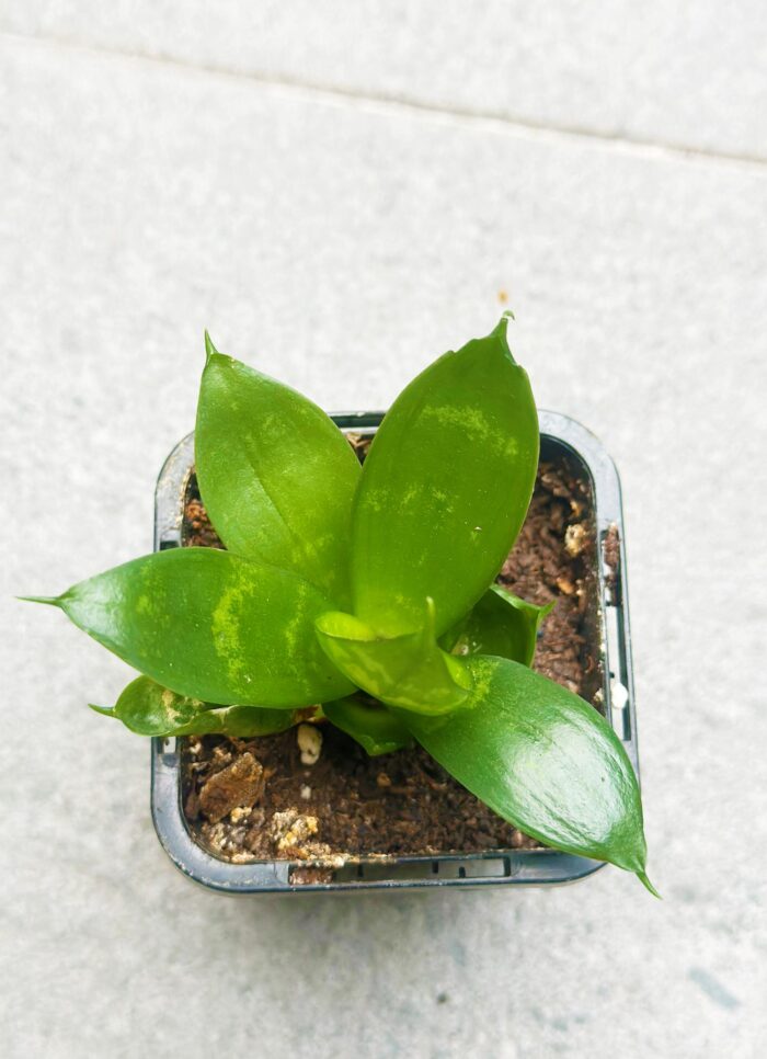 Snake Plant, Mother-in-Law’s Tongue, Hahnii - Small Plant - Image 3