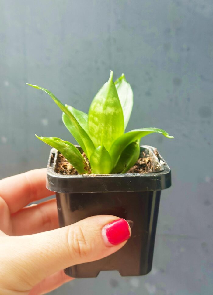 Snake Plant, Mother-in-Law’s Tongue, Hahnii - Small Plant