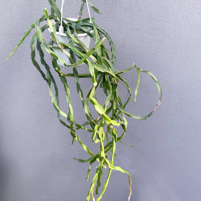Rhipsalis Paradoxa ‘Mistletoe Cactus’ Hanging Basket – 13cm Potted Plant