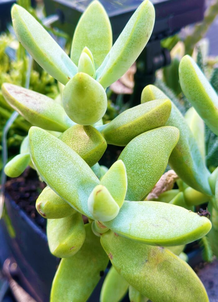 Cutting – Crassula Macowaniana - Image 2