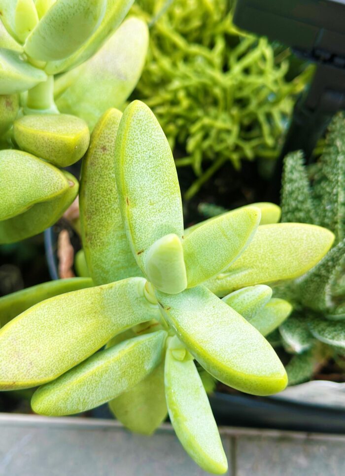 Cutting – Crassula Macowaniana