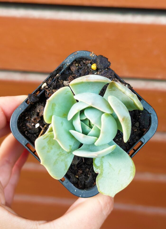 Echeveria 'Runyonii' – 7cm Potted Plant - Image 2