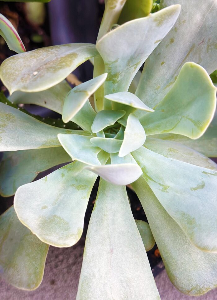 Echeveria 'Runyonii' – 7cm Potted Plant