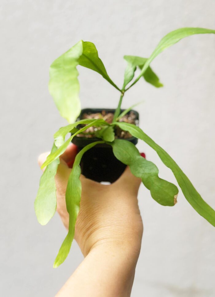 Rhipsalis Ramulosa ‘Mistletoe Cactus’ - 7cm Potted Trailing Plant - Image 2
